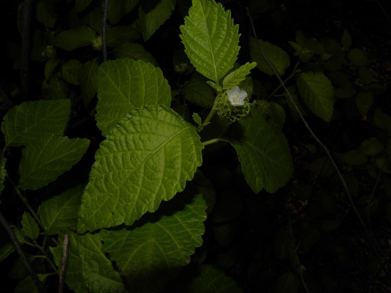 Varronia macrocephala — houseplant care guide