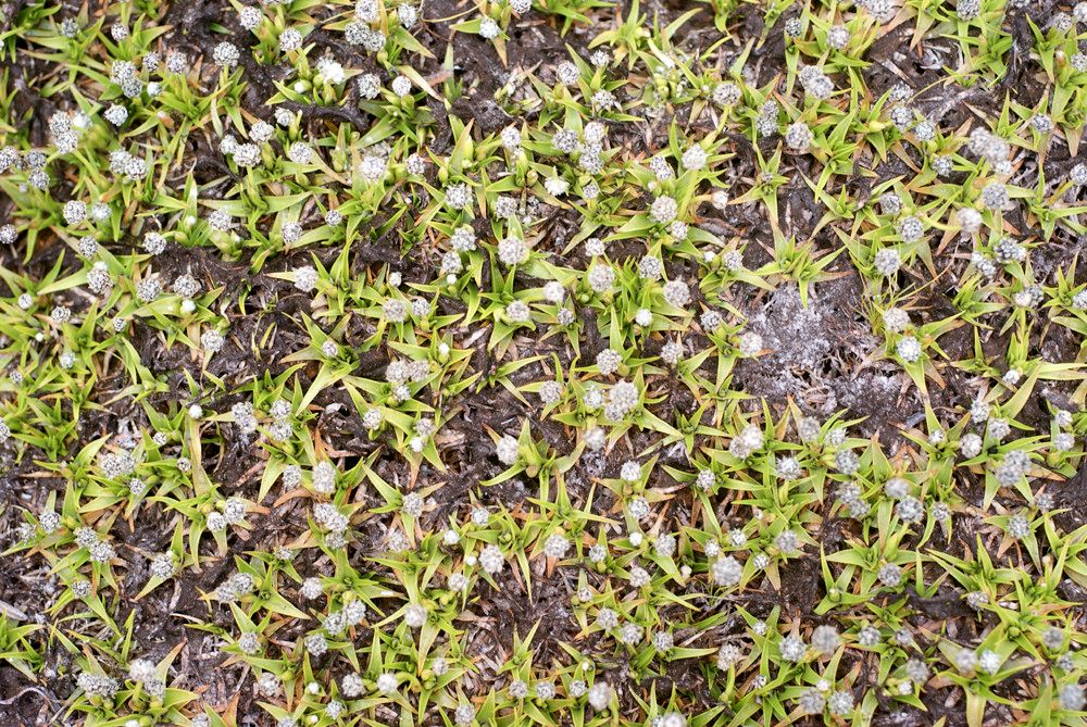 Eriocaulon striatum habit