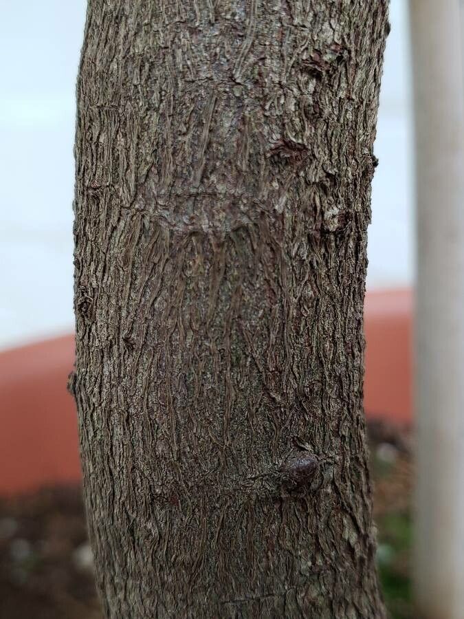 Podocarpus smithii bark