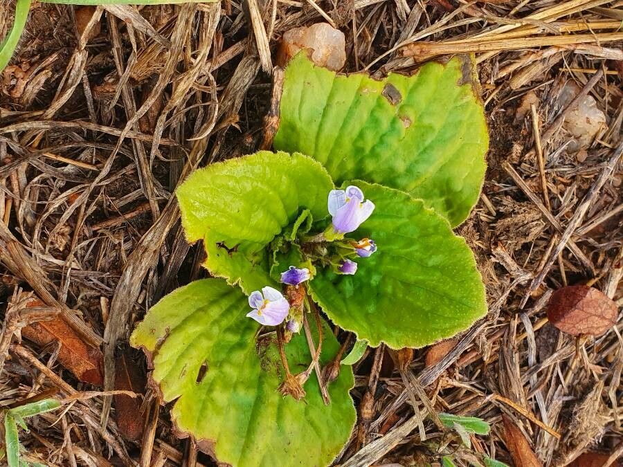 Craterostigma pumilum habit