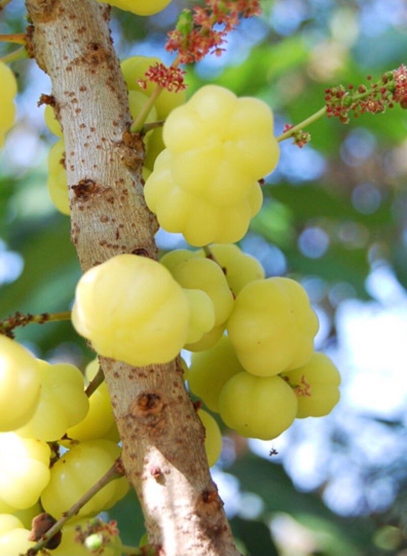 Phyllanthus acidus fruit