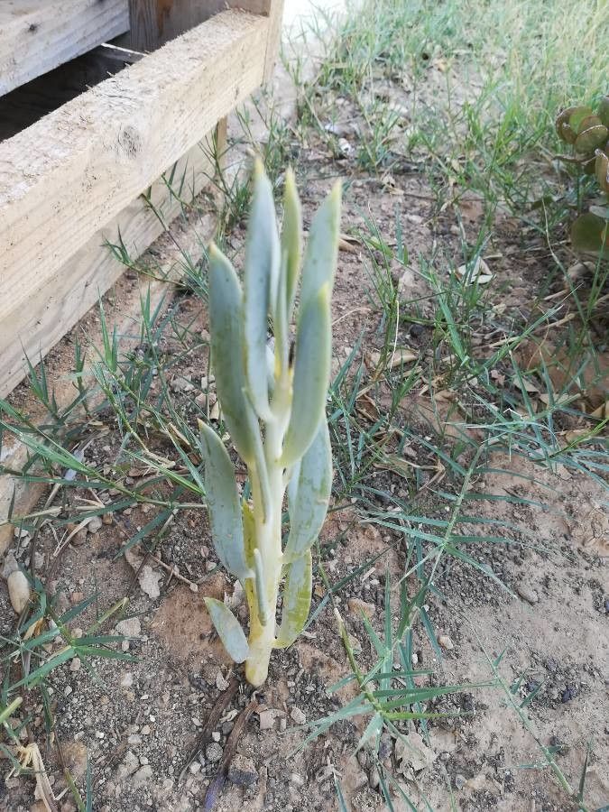Ceropegia dichotoma — search result for 'Ceropegia'