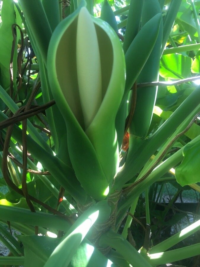 Thaumatophyllum stenolobum flower
