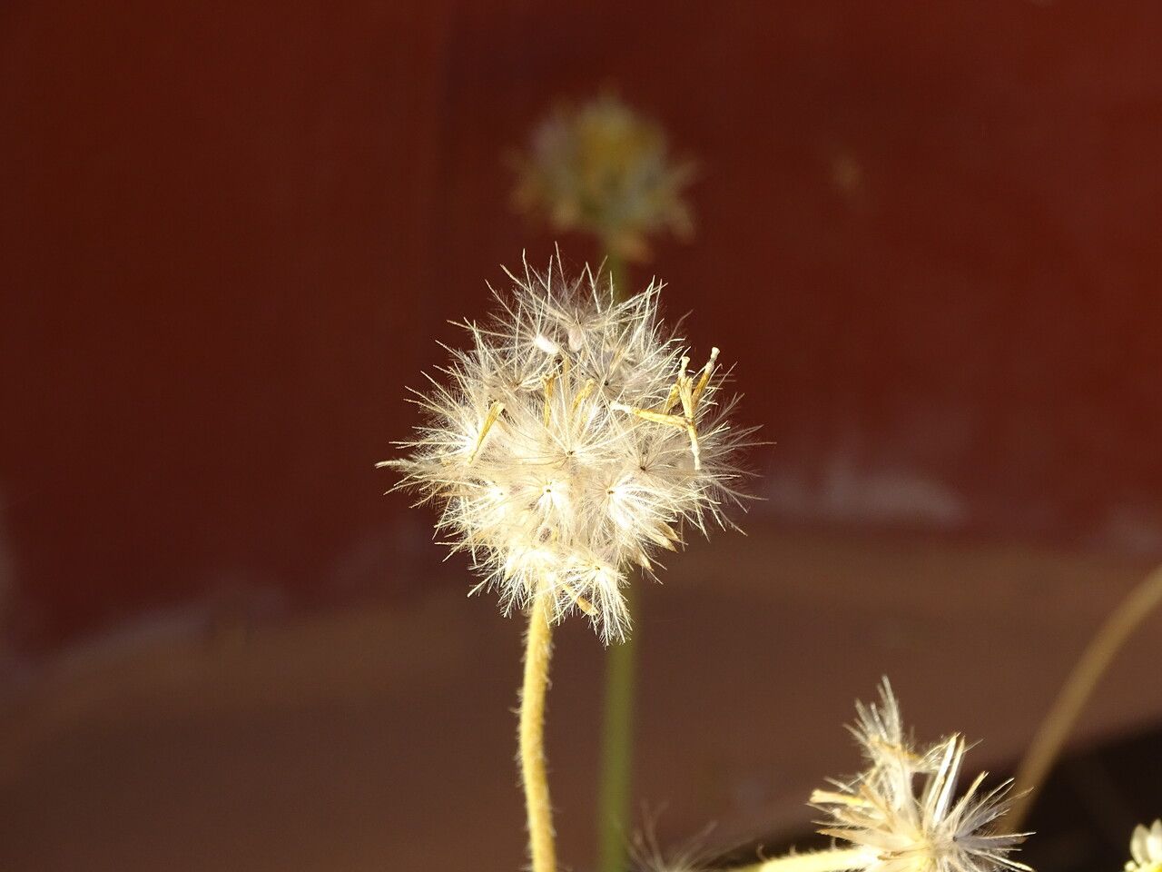Tridax procumbens fruit