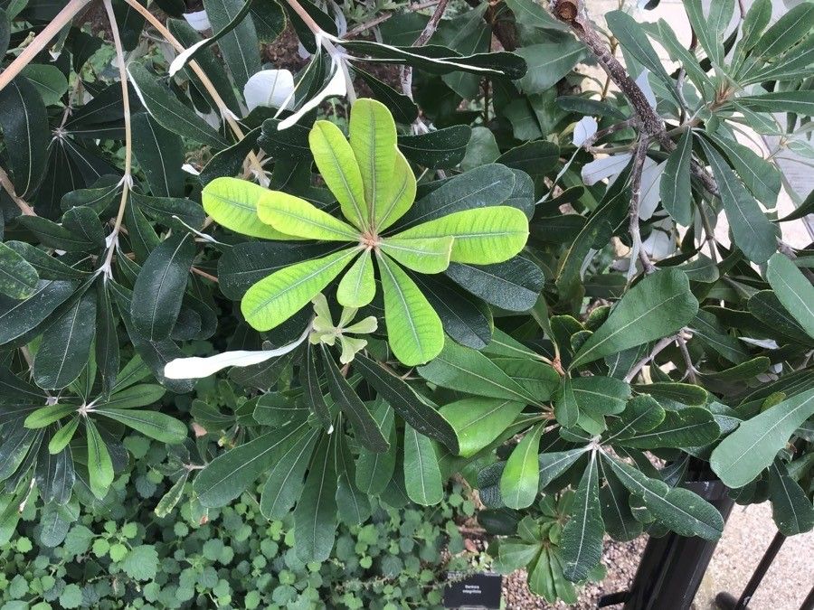Banksia integrifolia leaf
