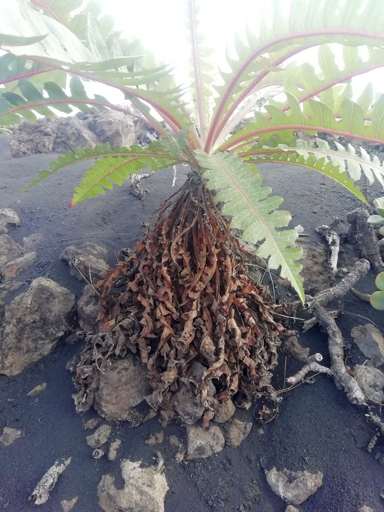 Sonchus hierrensis habit