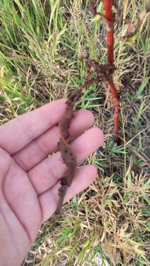Rumex pseudonatronatus — search result for 'Netherlands'