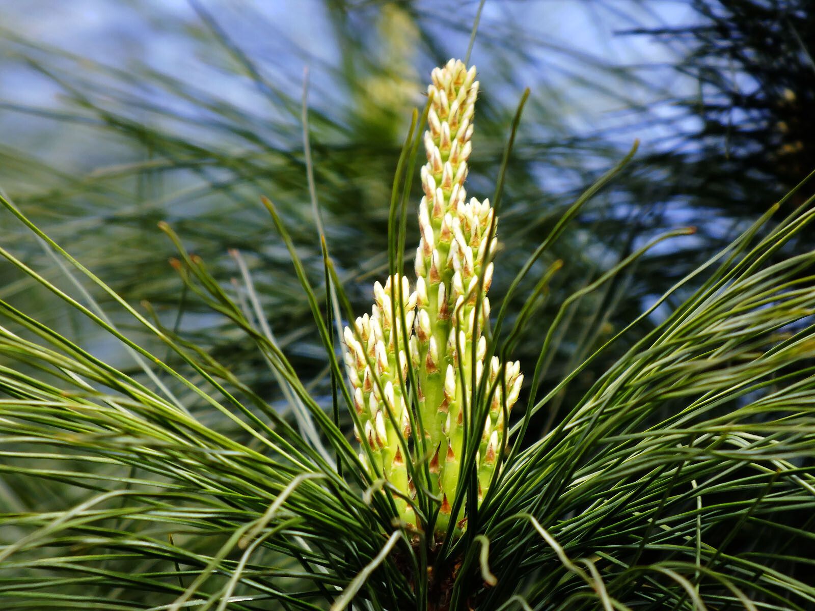 Pinus armandi flower