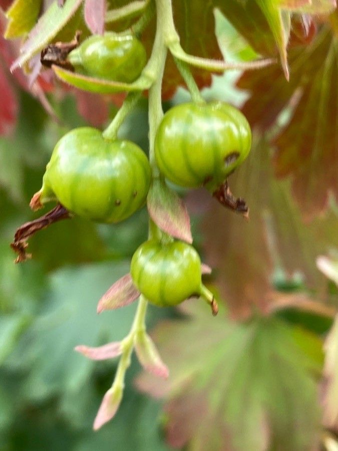 Ribes aureum fruit