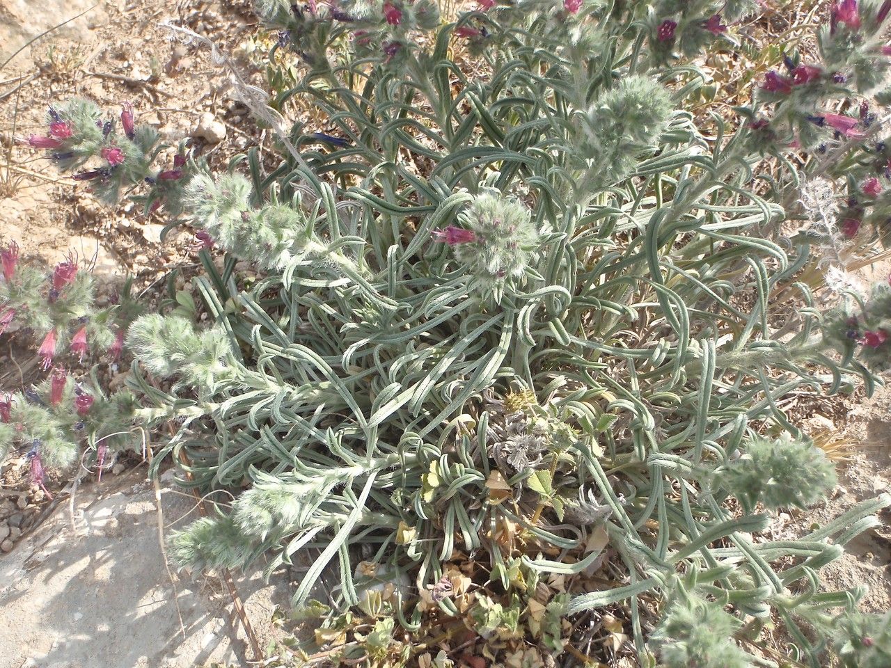 Echium humile habit