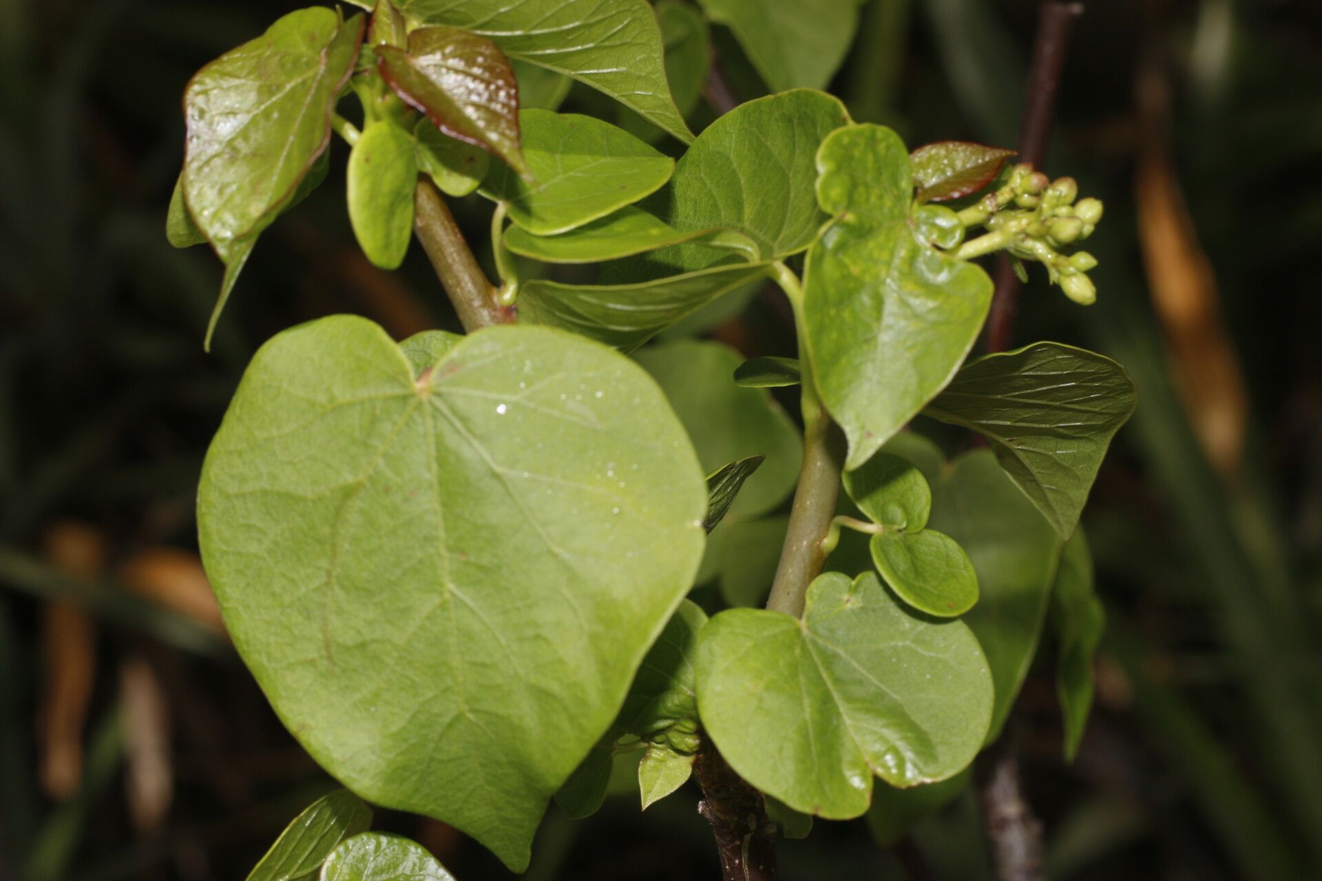 Jatropha stevensii — houseplant care guide
