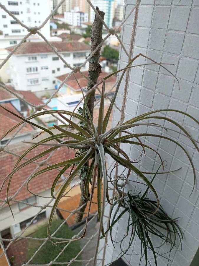 Tillandsia pohliana flower