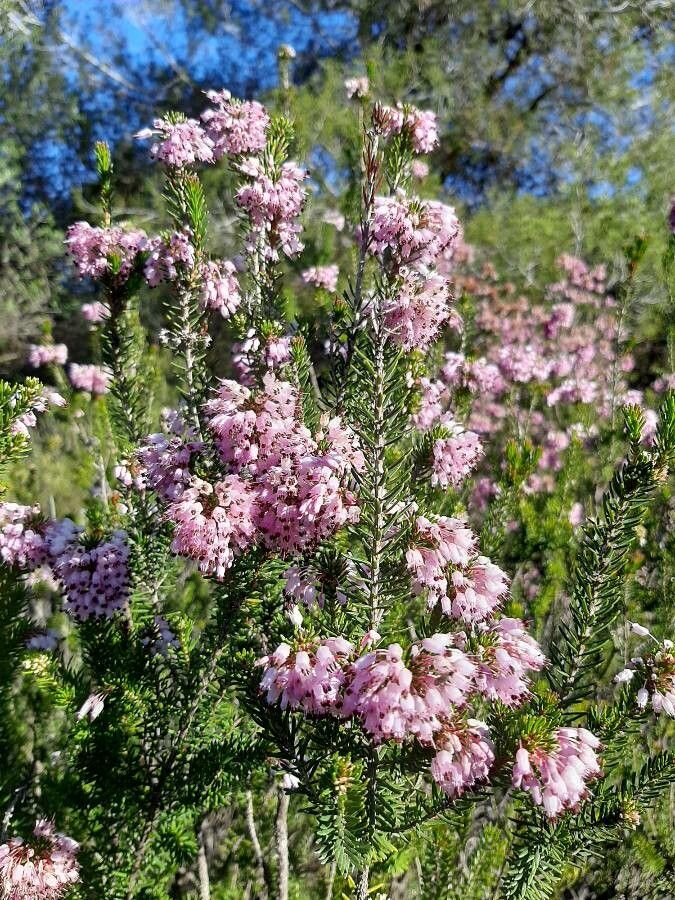 Erica multiflora flower