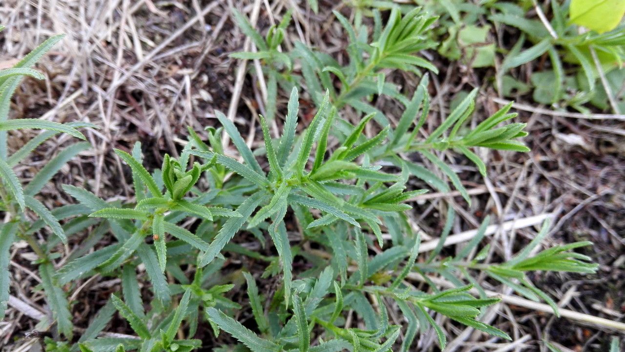 Achillea erba-rotta — search result for 'Achillea'