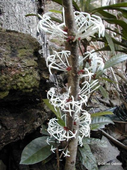 Ixora kuakuensis — houseplant care guide