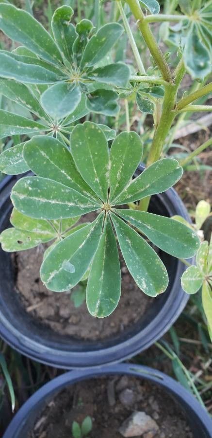 Lupinus succulentus leaf