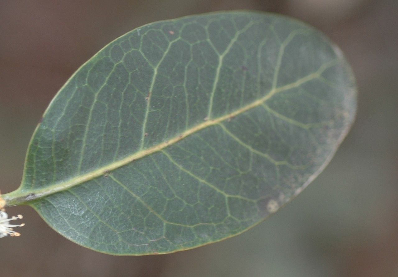 Pycnandra petiolata — houseplant care guide