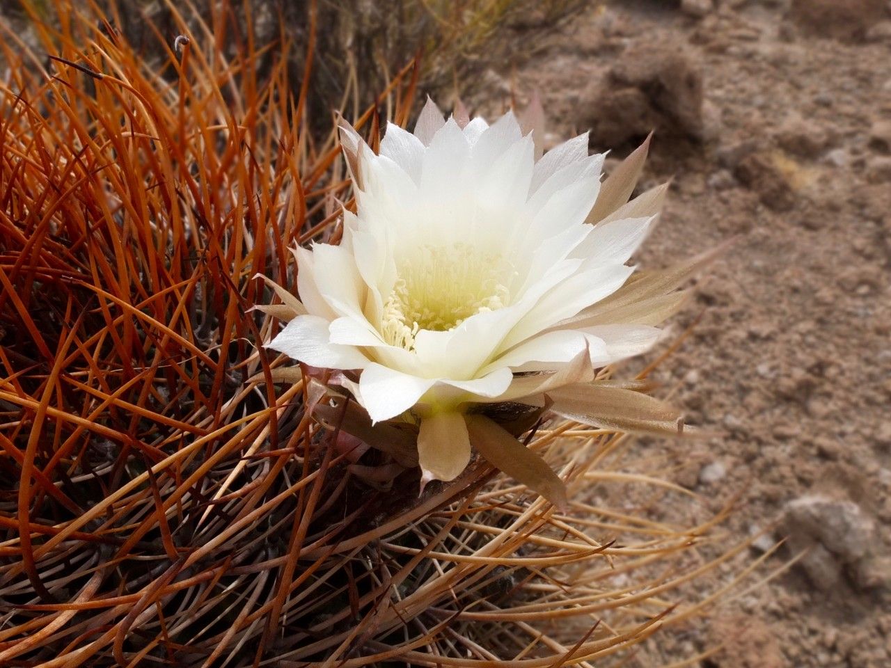 Echinopsis ferox flower