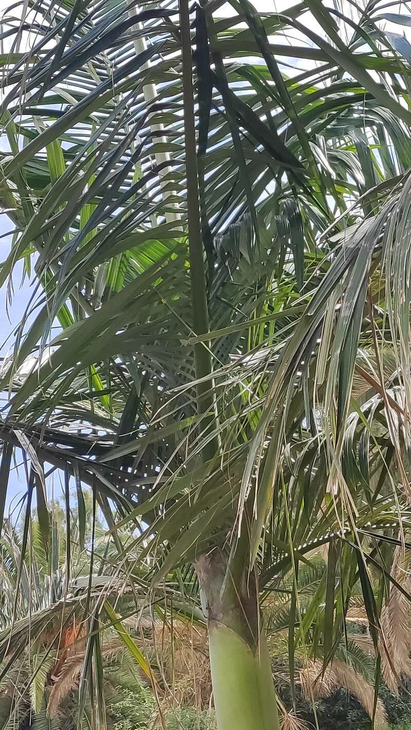 Archontophoenix tuckeri — search result for 'Archontophoenix'