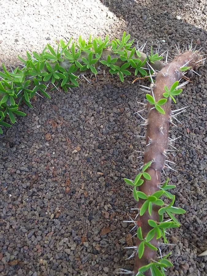 Didierea trollii bark