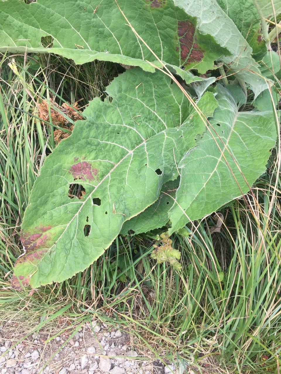 Rhaponticum scariosum — search result for 'Russia'