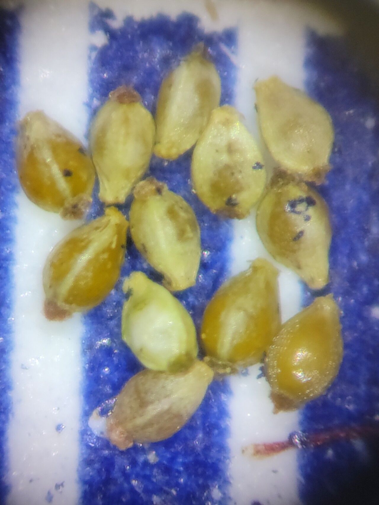 Eleocharis nigrescens fruit