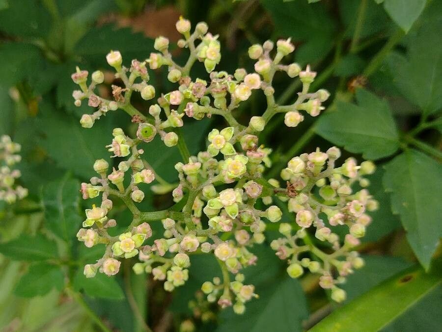 Cayratia clematidea flower