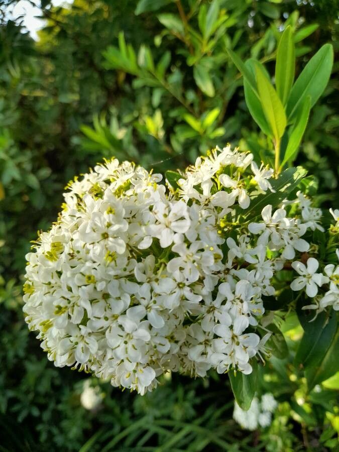 Escallonia bifida flower