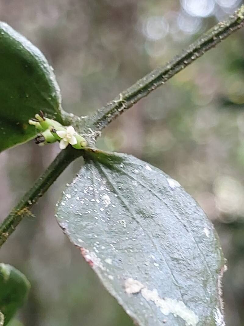 Viscum multicostatum flower