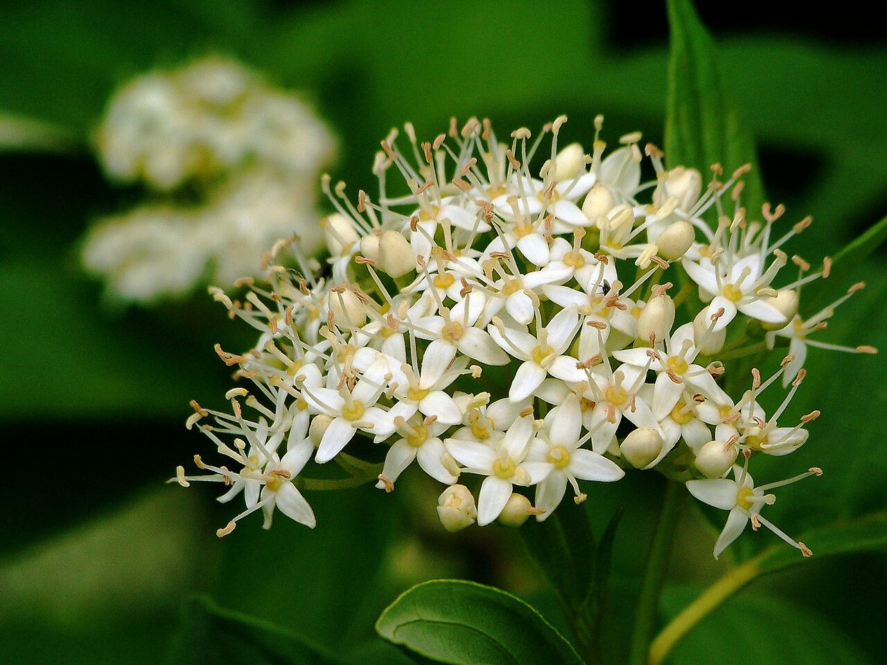 Viburnum ellipticum flower