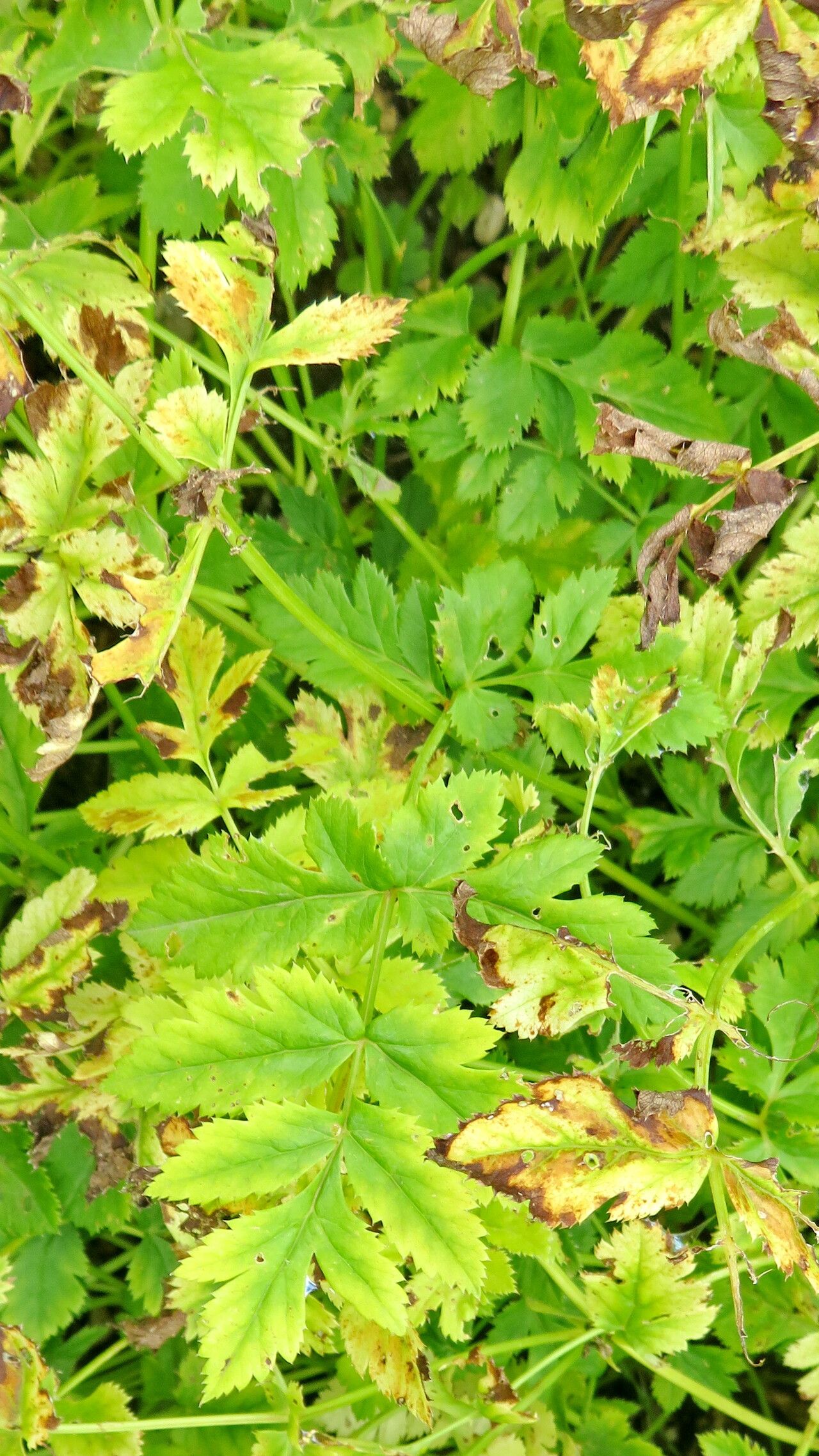 Pimpinella affinis
