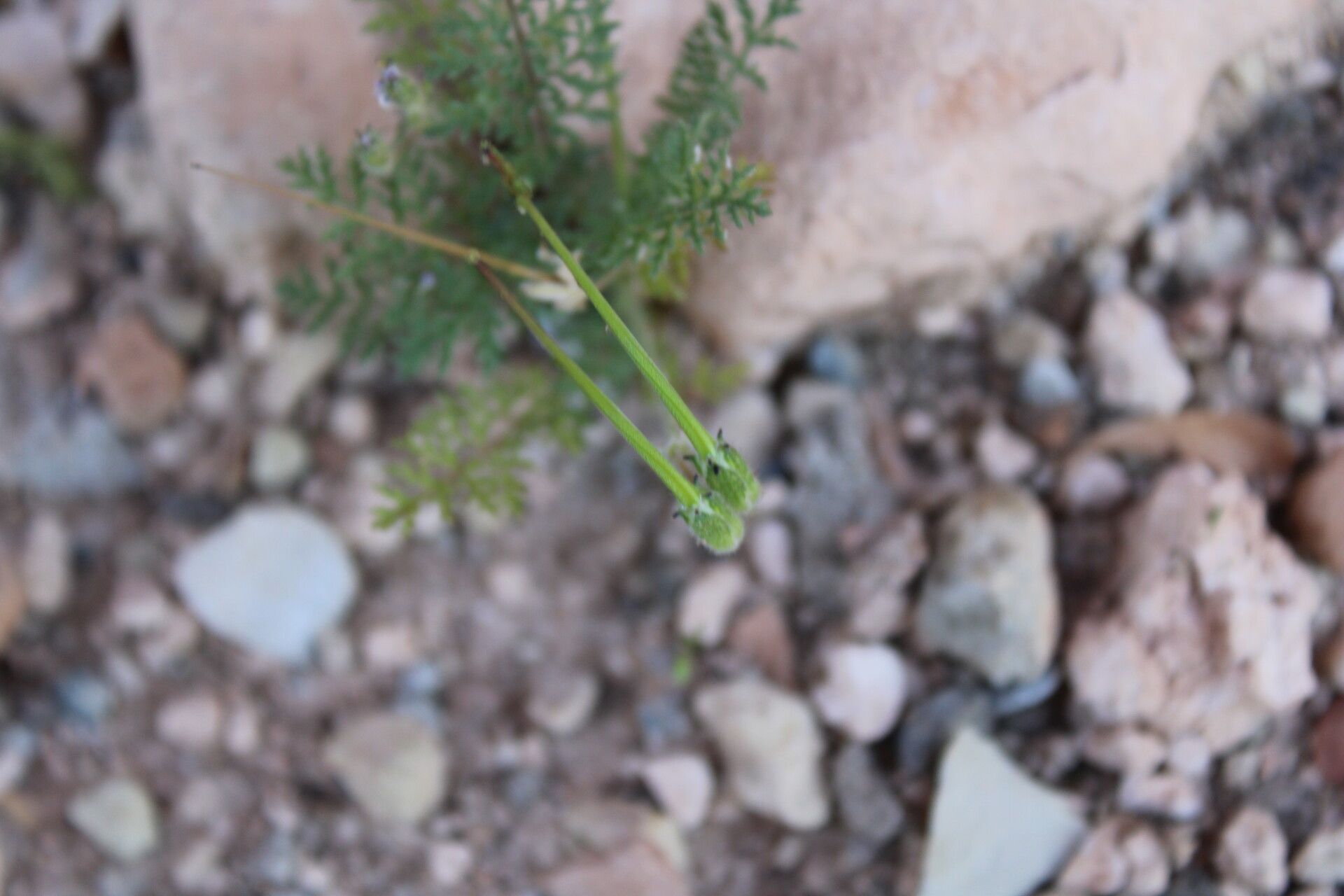 Erodium touchyanum fruit