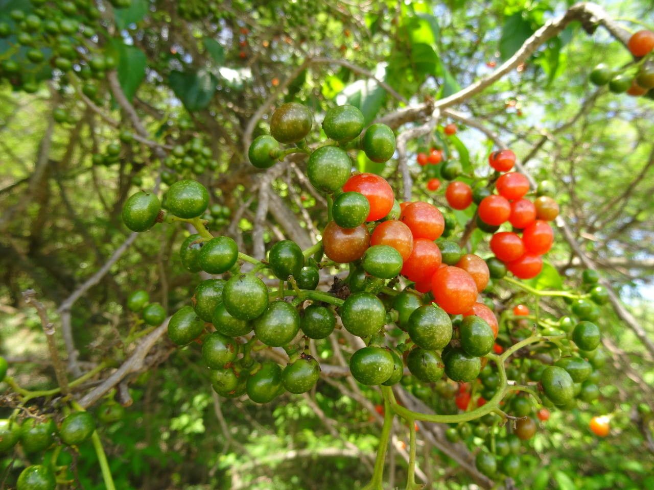 Cordia collococca fruit