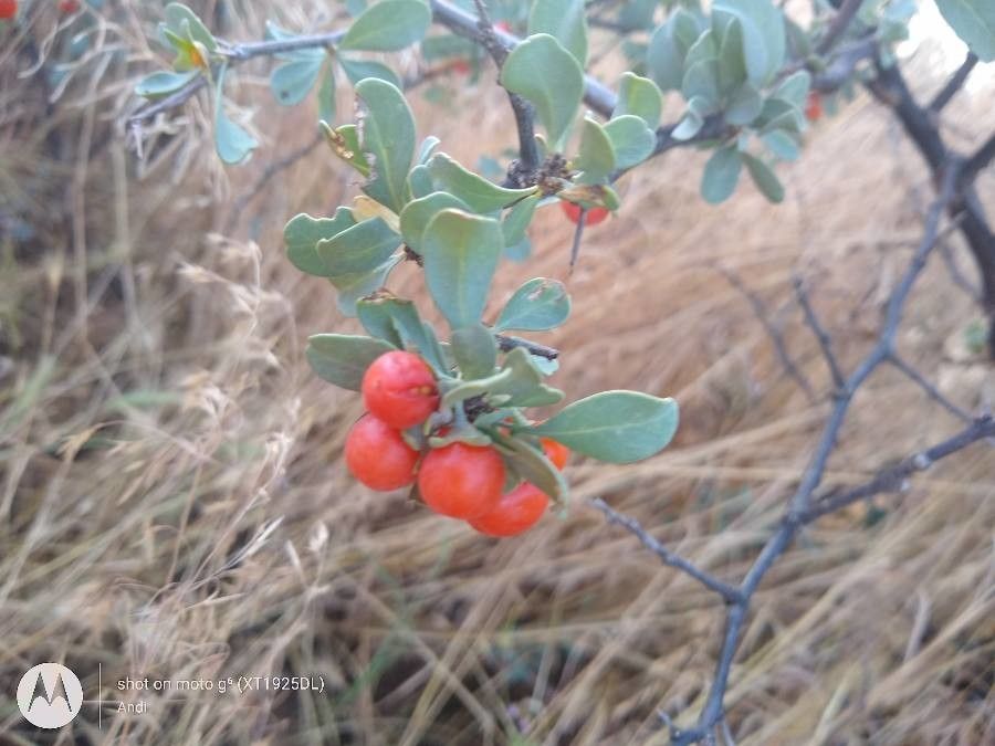 Lycium pallidum fruit