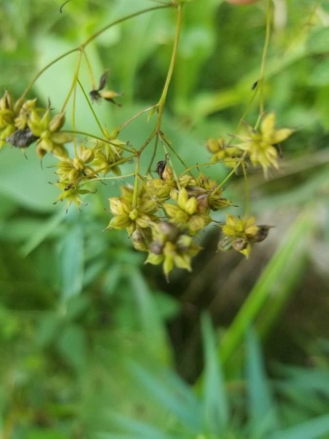 Thalictrum pubescens fruit