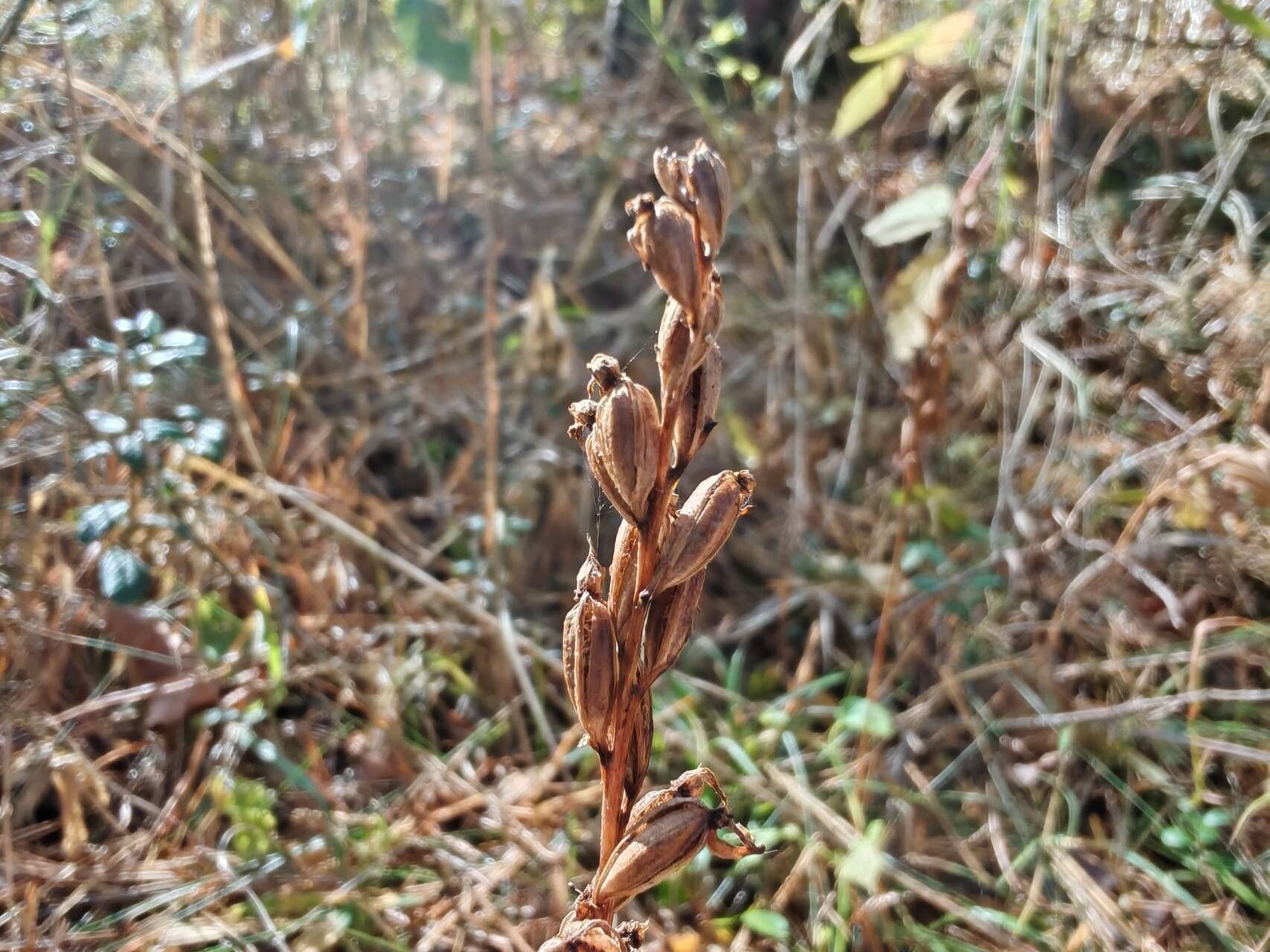 Hemipilia cucullata fruit