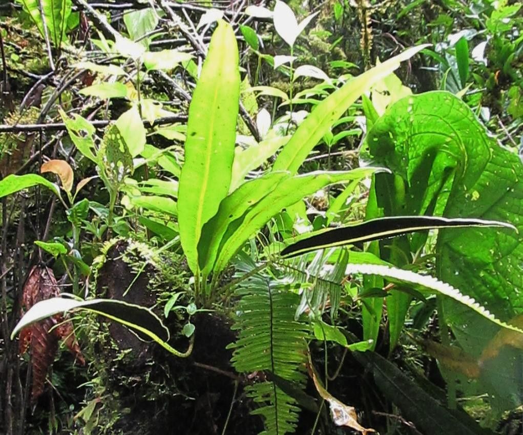 Elaphoglossum tonduzii habit
