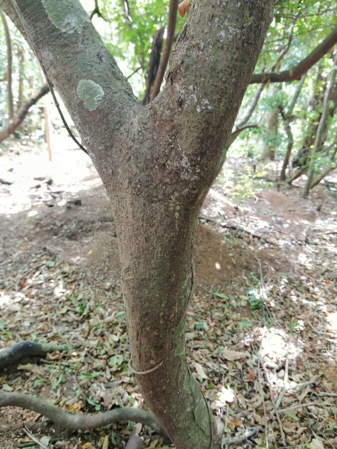 Ocotea veraguensis bark