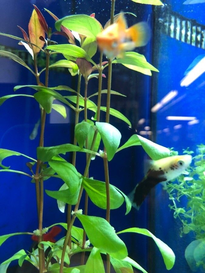 Alternanthera reineckii — search result for 'Alternanthera'