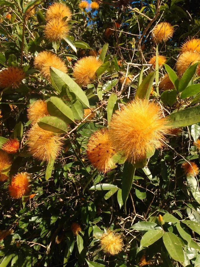 Stifftia chrysantha — houseplant care guide