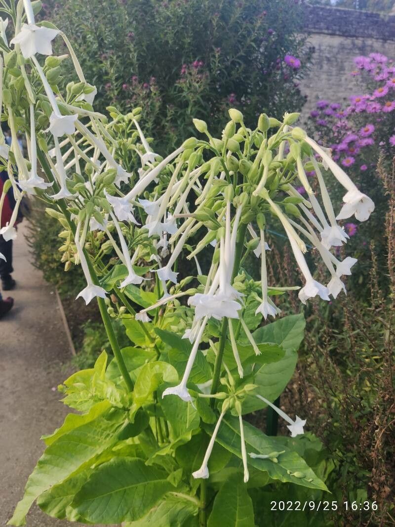 Nicotiana langsdorffii — search result for 'Nicotiana'