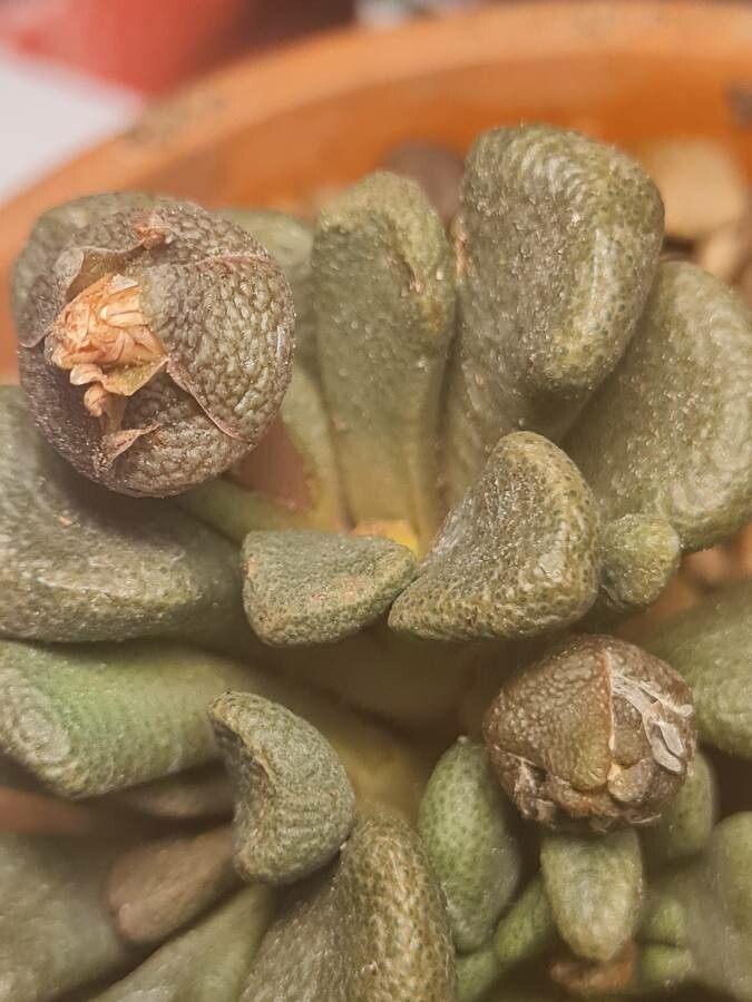 Aloinopsis schooneesii flower