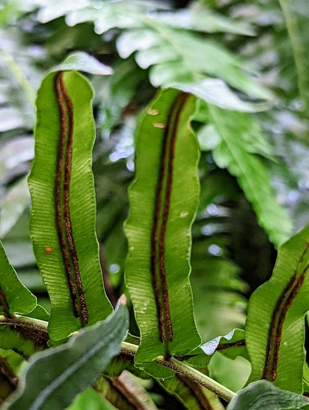 Blechnum australe fruit