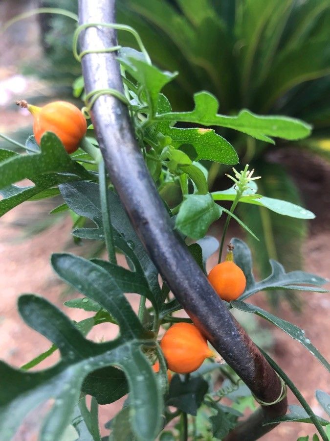 Kedrostis africana fruit