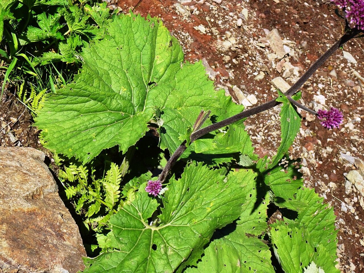 Adenostyles alliariae — houseplant care guide