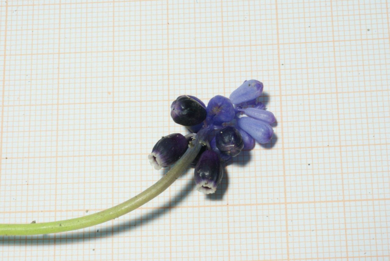 Muscari baeticum fruit