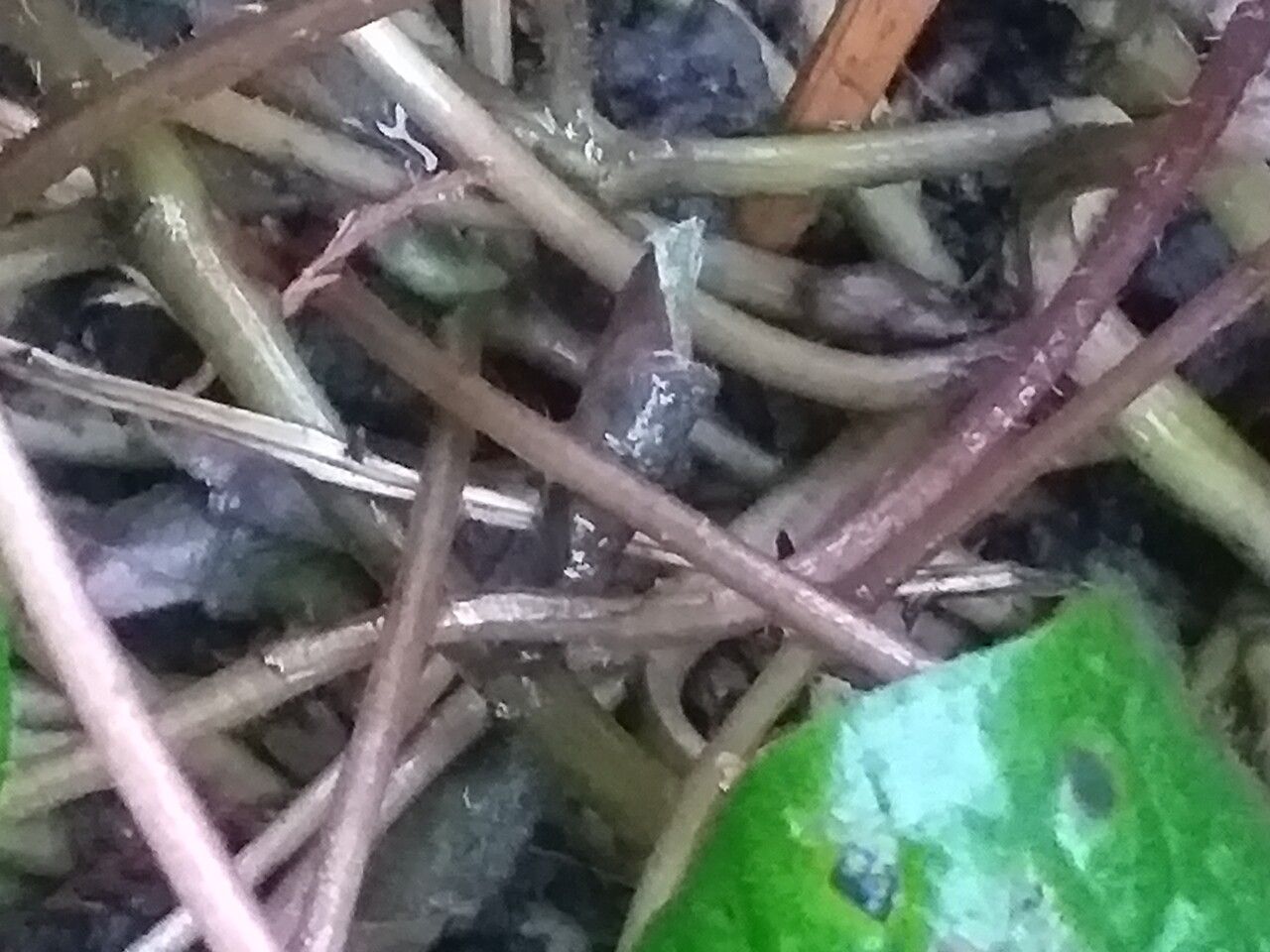 Asarum lemmonii bark