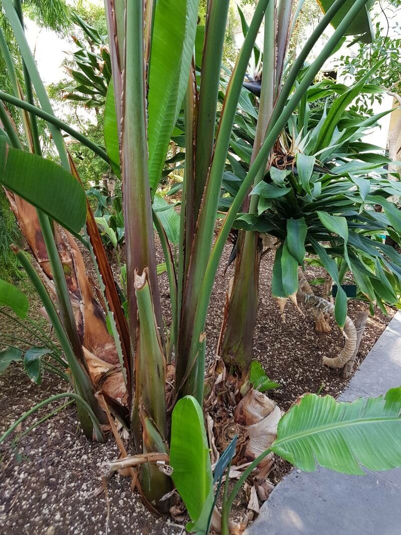 Strelitzia alba bark