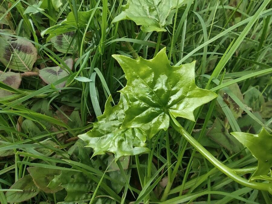 Senecio tamoides — search result for 'Senecio'