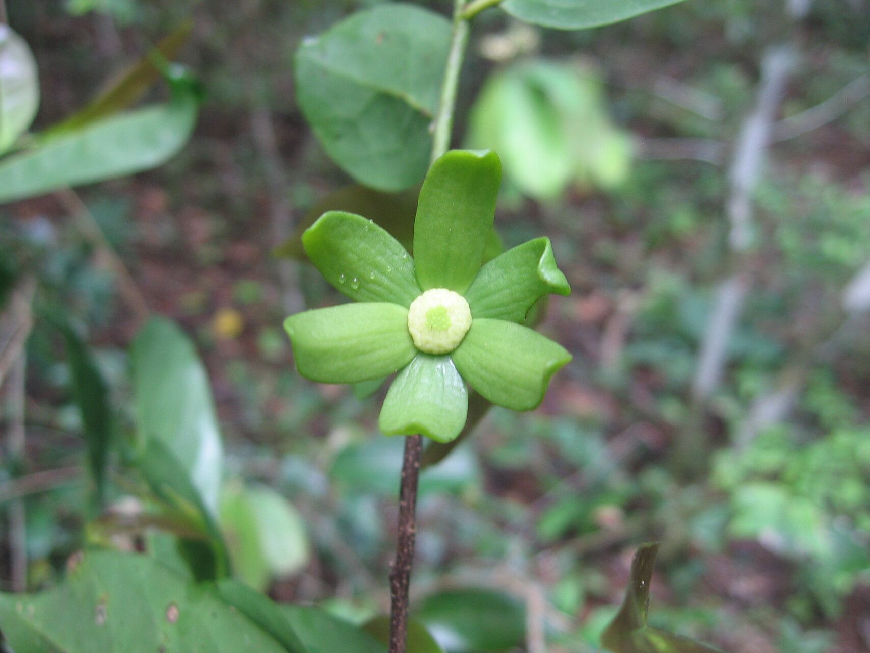 Huberantha tanganyikensis — related species from the same genus